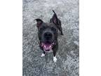 Ace, American Pit Bull Terrier For Adoption In Philadelphia, Pennsylvania