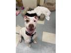 Rocky, American Pit Bull Terrier For Adoption In Philadelphia, Pennsylvania