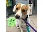 Shane, Jack Russell Terrier For Adoption In Philadelphia, Pennsylvania
