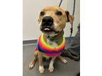 Socks, American Pit Bull Terrier For Adoption In Mt. Pleasant, Michigan