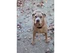 Cassie, American Pit Bull Terrier For Adoption In Philadelphia, Pennsylvania