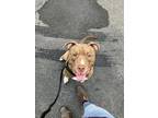 August, American Pit Bull Terrier For Adoption In Philadelphia, Pennsylvania