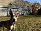 Maple, American Pit Bull Terrier For Adoption In Philadelphia, Pennsylvania
