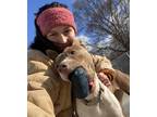 Artemis, American Staffordshire Terrier For Adoption In Mt. Pleasant, Michigan