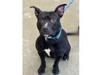 Sparty, American Pit Bull Terrier For Adoption In Mt. Pleasant, Michigan