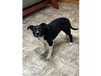 Effie, Terrier (unknown Type, Medium) For Adoption In Pilot Point, Texas