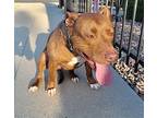 Rhoda, Staffordshire Bull Terrier For Adoption In Los Angeles, California