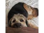 Toby, Wheaten Terrier For Adoption In Wyandotte, Michigan
