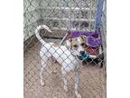 Bello, Jack Russell Terrier For Adoption In Philadelphia, Pennsylvania