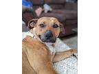Pixie (trixie), American Pit Bull Terrier For Adoption In Colorado Springs