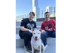Cleo, American Pit Bull Terrier For Adoption In Philadelphia, Pennsylvania