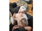 Sabrina, American Pit Bull Terrier For Adoption In Philadelphia, Pennsylvania