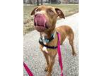 Gabby, American Pit Bull Terrier For Adoption In Mt. Pleasant, Michigan