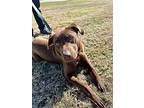 Marvin, Labrador Retriever For Adoption In Uvalde, Texas
