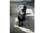 Journey (zeus), Labrador Retriever For Adoption In Boonville, Missouri
