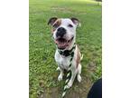 Roland, American Pit Bull Terrier For Adoption In Philadelphia, Pennsylvania