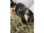 Guinea Pigs, Guinea Pig For Adoption In Pennellville, New York