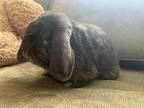 Oscar, Lop-eared For Adoption In Somerdale, New Jersey
