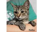 Hadley, Domestic Shorthair For Adoption In El Dorado, Arkansas