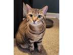 Amber, Domestic Shorthair For Adoption In Whitewater, Wisconsin