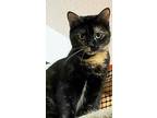 Beach Girl Ariel, Domestic Shorthair For Adoption In Lyons, Illinois