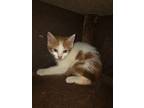 Wayde, Domestic Shorthair For Adoption In Marianna, Florida