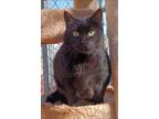 Onyx, Domestic Shorthair For Adoption In Las Cruces, New Mexico