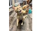 Cade, Domestic Shorthair For Adoption In Whitewater, Wisconsin