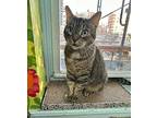 Gina, Domestic Shorthair For Adoption In New York, New York