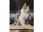 Alice, Domestic Shorthair For Adoption In Fergus Falls, Minnesota