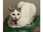 Lunita, American Shorthair For Adoption In Flushing, New York