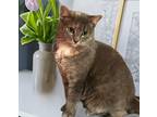 Misty, Domestic Shorthair For Adoption In Raleigh, North Carolina