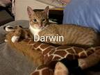 Gumball & Darwin, Domestic Shorthair For Adoption In Flushing, New York