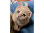 Peanut Butter, Domestic Shorthair For Adoption In Whitewater, Wisconsin