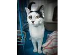 Noni, Domestic Shorthair For Adoption In New York, New York