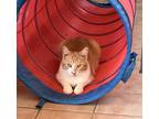 Sampson, Domestic Shorthair For Adoption In Las Cruces, New Mexico