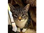 Maple, Domestic Shorthair For Adoption In Whitewater, Wisconsin