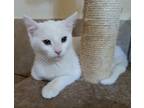 Noodle, Domestic Shorthair For Adoption In Las Cruces, New Mexico