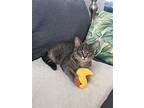Trill, Domestic Shorthair For Adoption In Whitewater, Wisconsin
