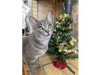 Cadenza, Domestic Shorthair For Adoption In Whitewater, Wisconsin