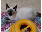 Lady, Siamese For Adoption In Las Cruces, New Mexico