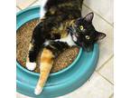 Gabby, Domestic Shorthair For Adoption In Beacon, New York