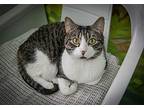 Jerry, Domestic Shorthair For Adoption In New York, New York
