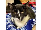 Wally, Domestic Shorthair For Adoption In Beacon, New York