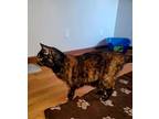 Amber, Domestic Shorthair For Adoption In Spring Grove, Illinois