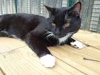Fred Astaire, Domestic Shorthair For Adoption In Millerton, Pennsylvania
