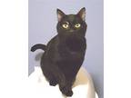 Blushy Panther, Bombay For Adoption In Lyons, Illinois