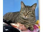 Tabby, Domestic Shorthair For Adoption In Beacon, New York