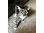 Neptune, Domestic Shorthair For Adoption In Newhall, California