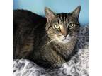 Carol, Domestic Shorthair For Adoption In Beacon, New York